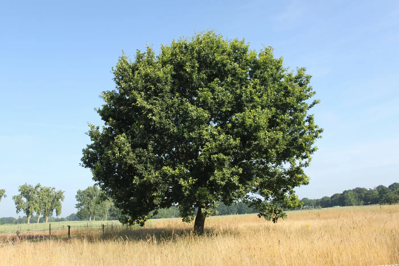 A broad oak tree standing alone in a golden summer field